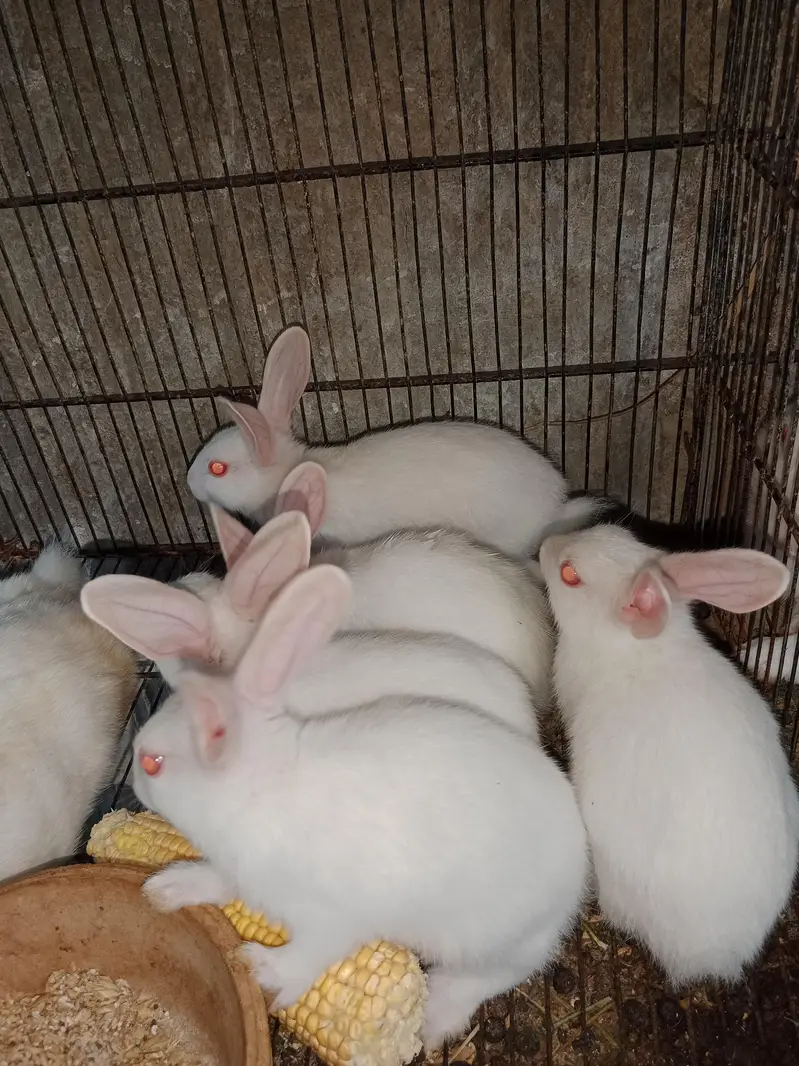 Rabbit babies — photo 2