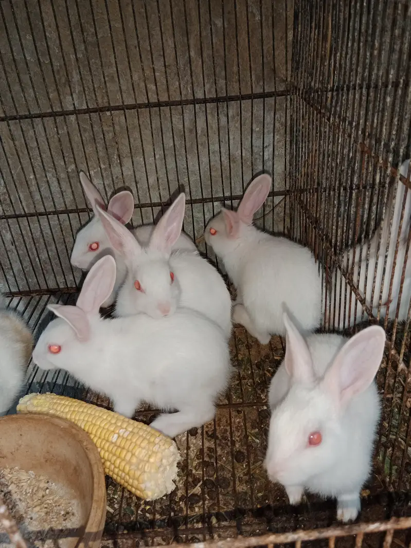 Rabbit babies — photo 3