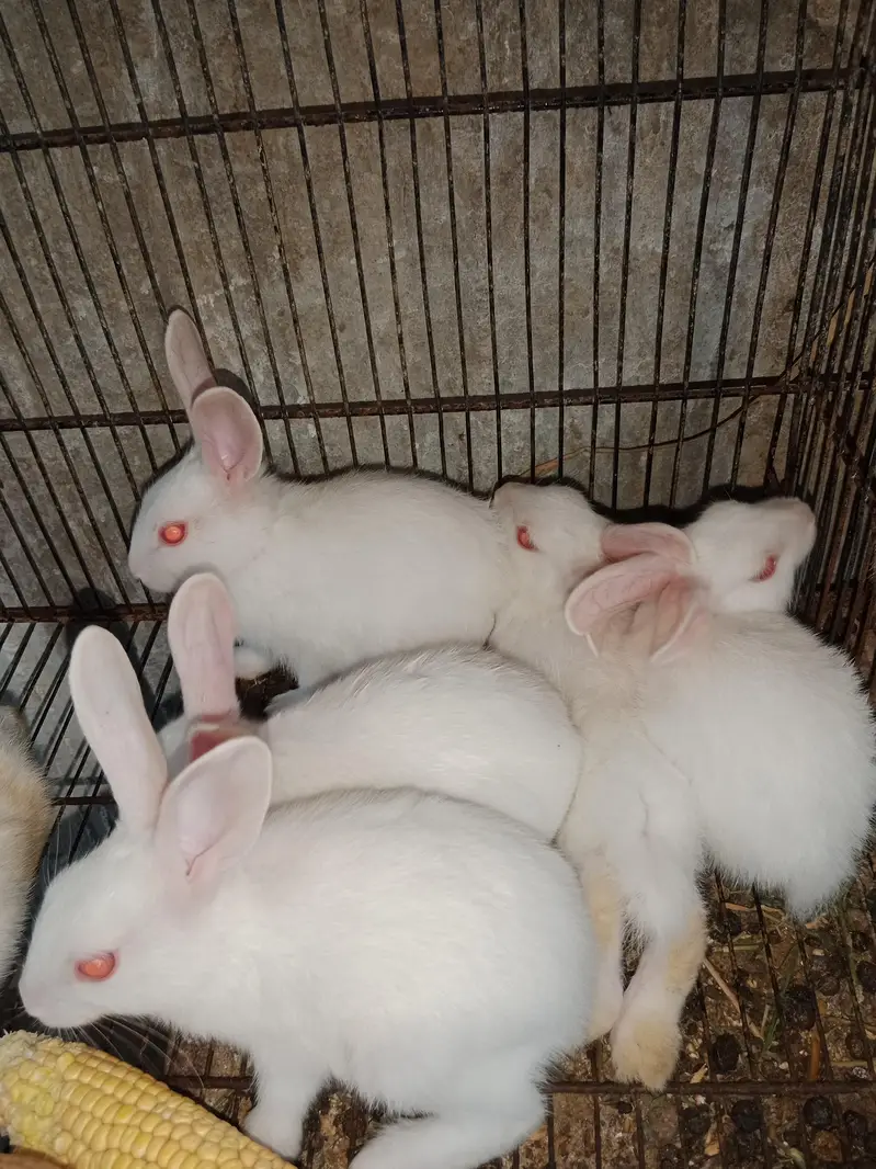 Rabbit babies — photo 4