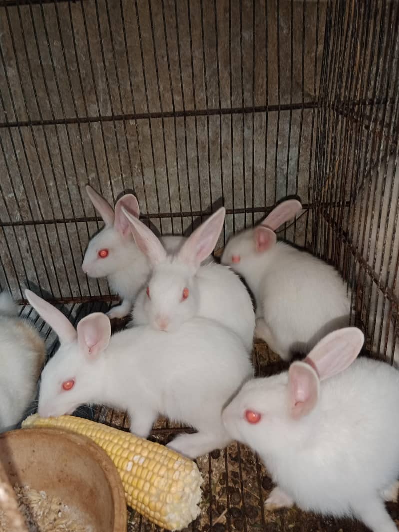 Rabbit babies 4