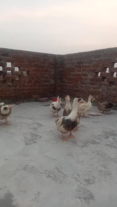 6 Ducks for Sale