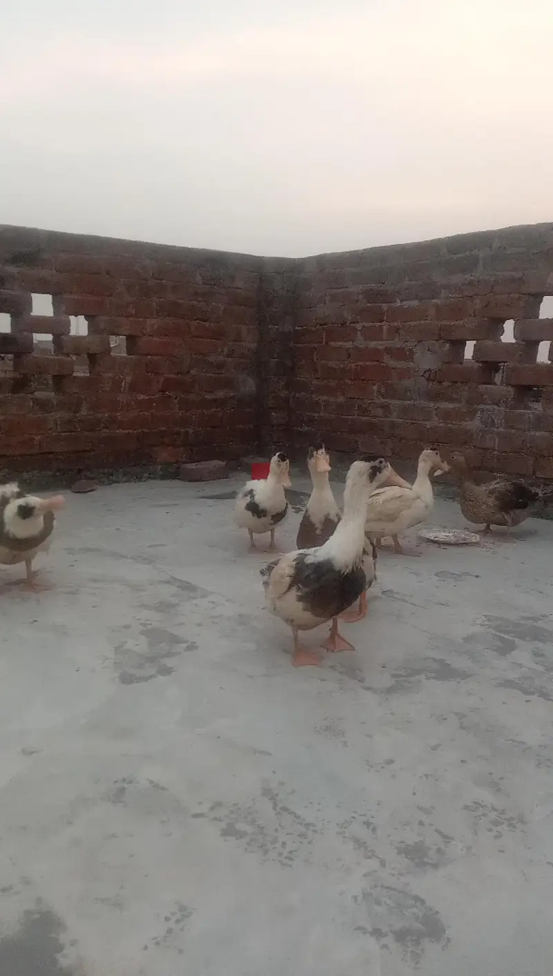 6 Ducks for Sale