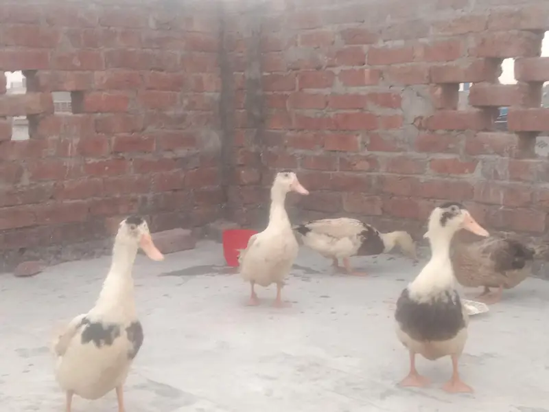 6 Ducks for Sale — photo 2