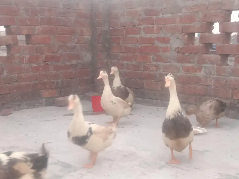 6 Ducks for Sale — photo 3