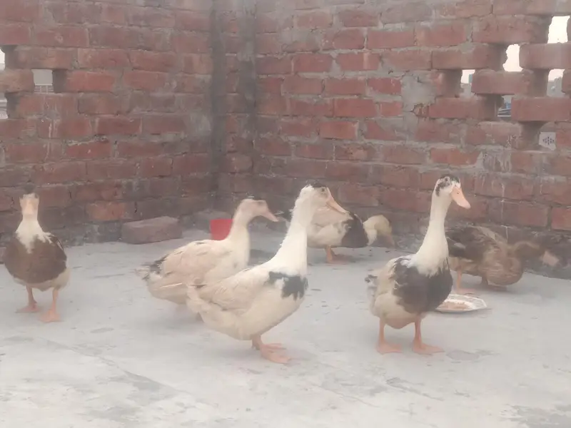 6 Ducks for Sale — photo 4