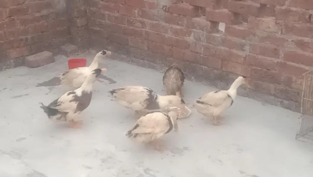 6 Ducks for Sale — photo 5