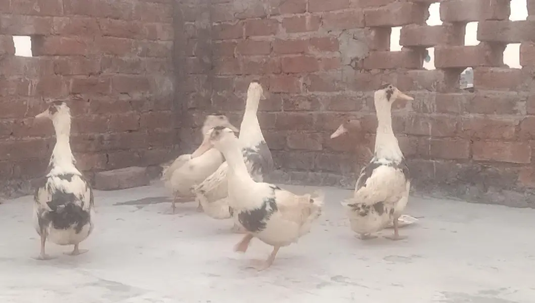 6 Ducks for Sale — photo 6