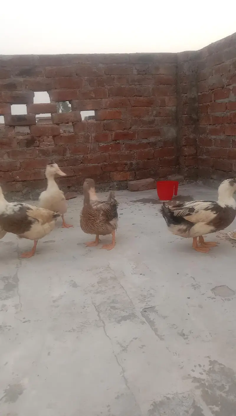 6 Ducks for Sale — photo 7
