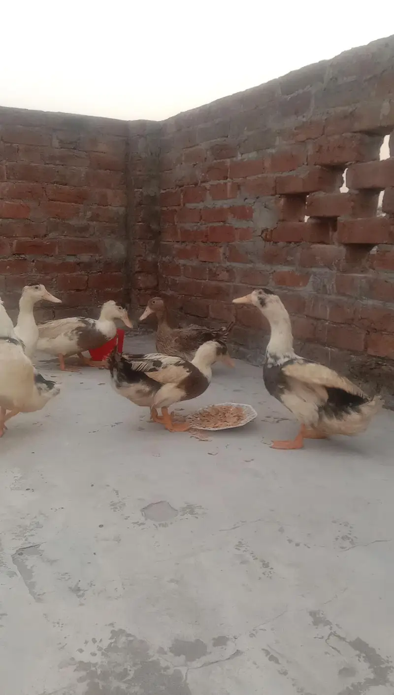 6 Ducks for Sale — photo 8