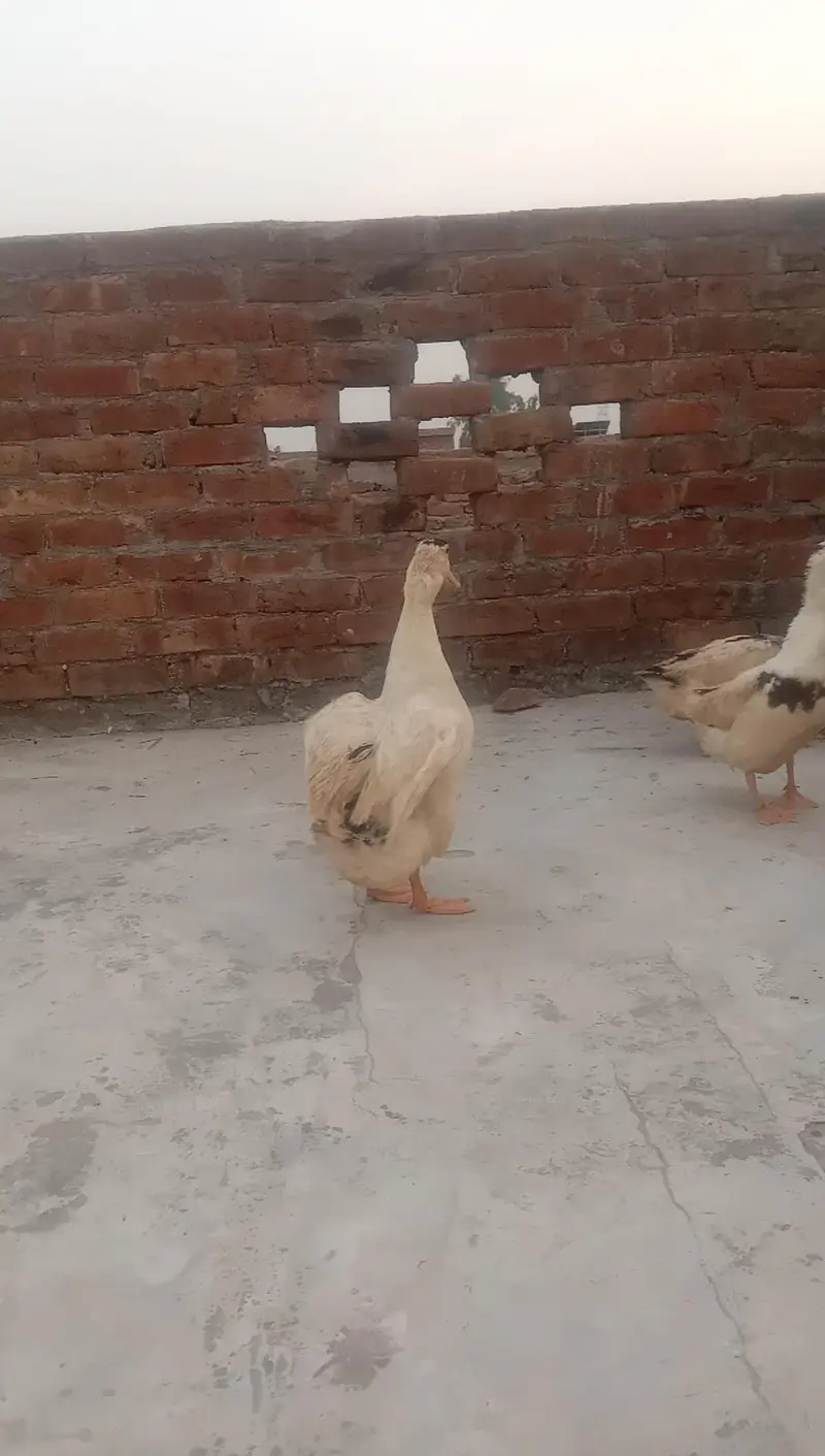6 Ducks for Sale — photo 9
