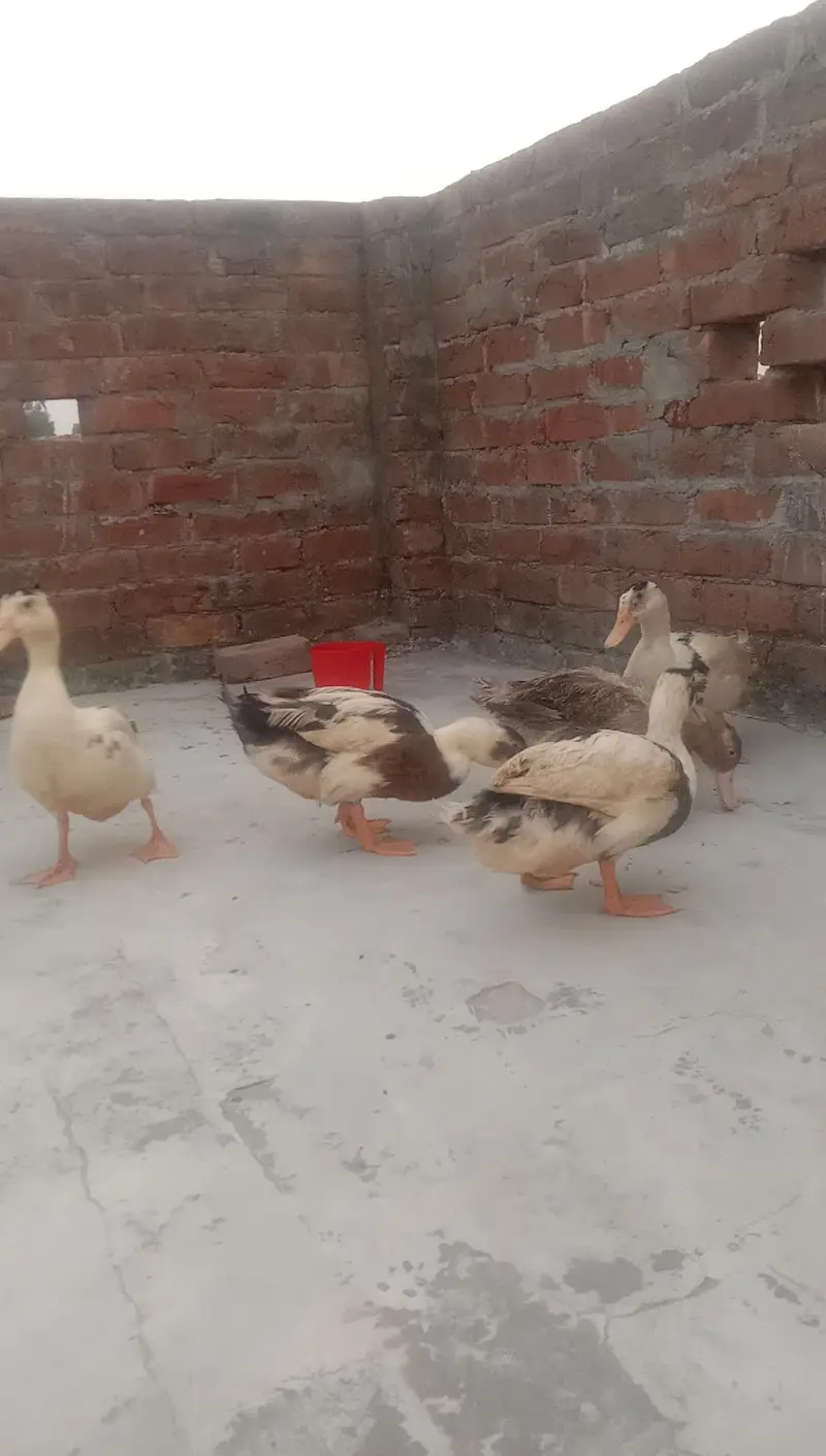 6 Ducks for Sale — photo 10