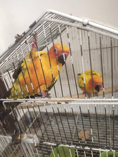 sun conure