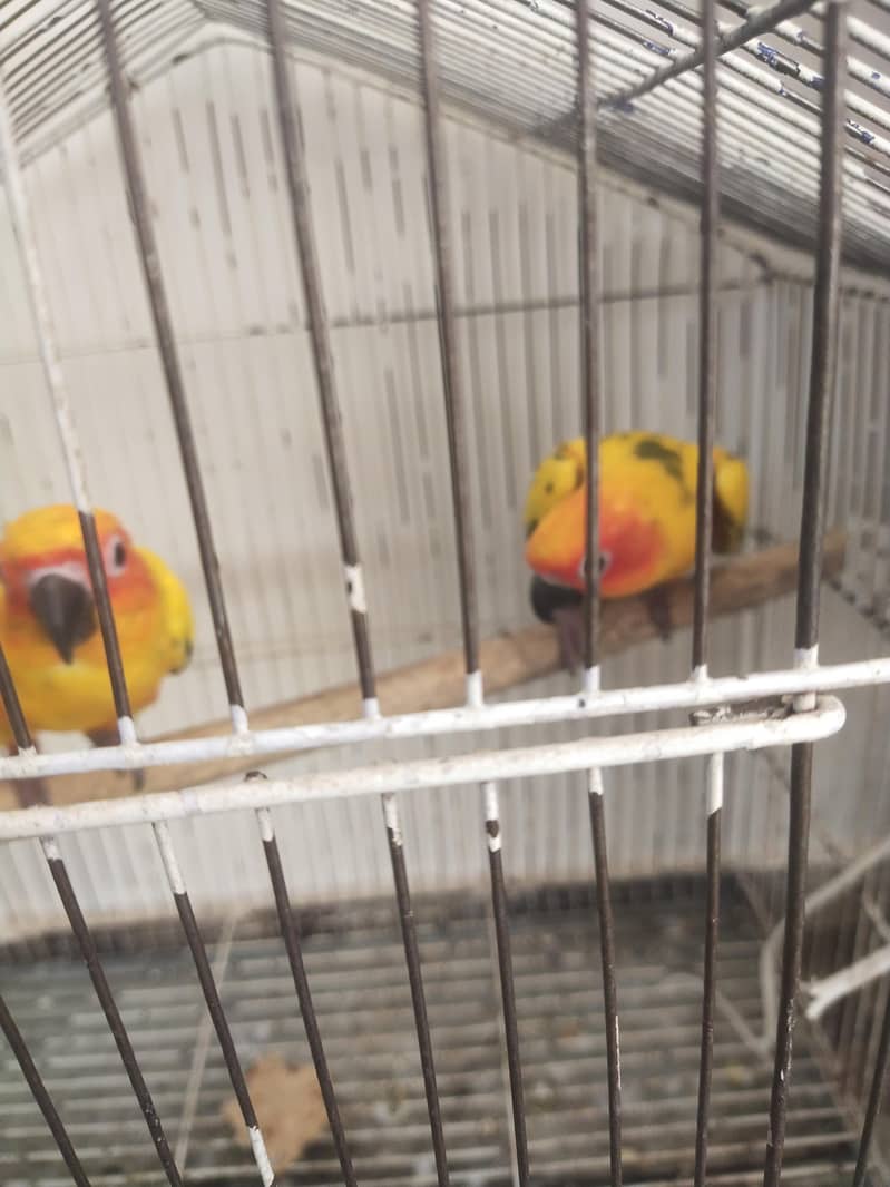 sun conure 1
