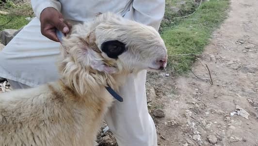 Mundra for sale