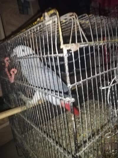 gray parrot