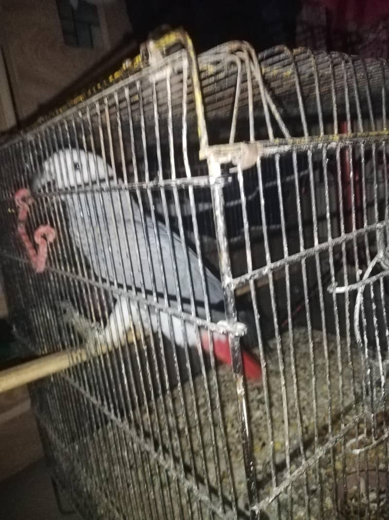 gray parrot 0