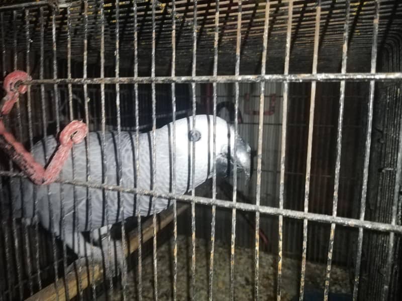 gray parrot 1