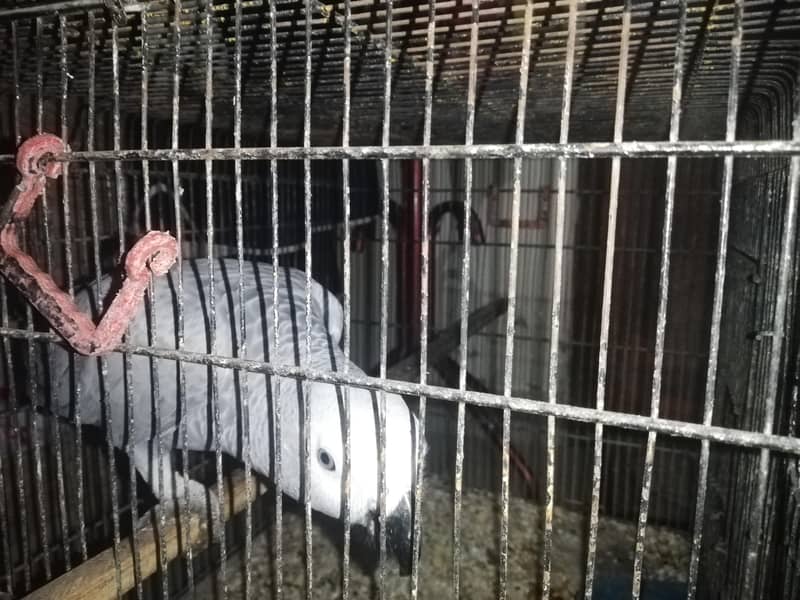 gray parrot 3