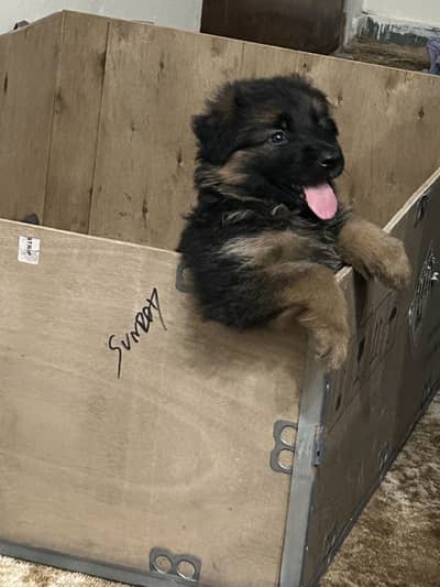 German shepherd puppy pedigree
