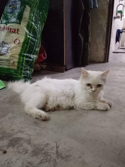 Persian cat