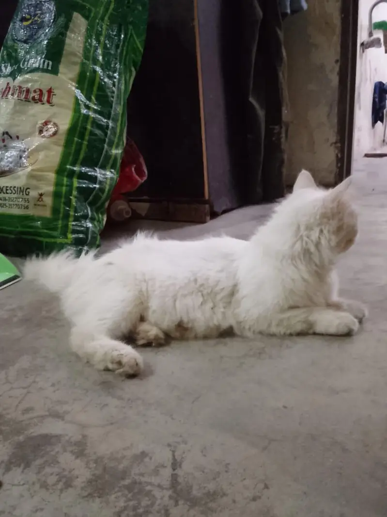 Persian cat — photo 2