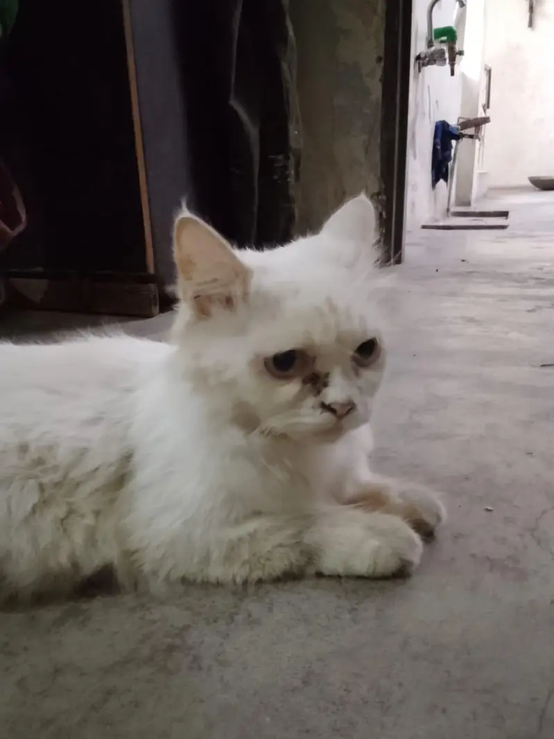Persian cat — photo 3