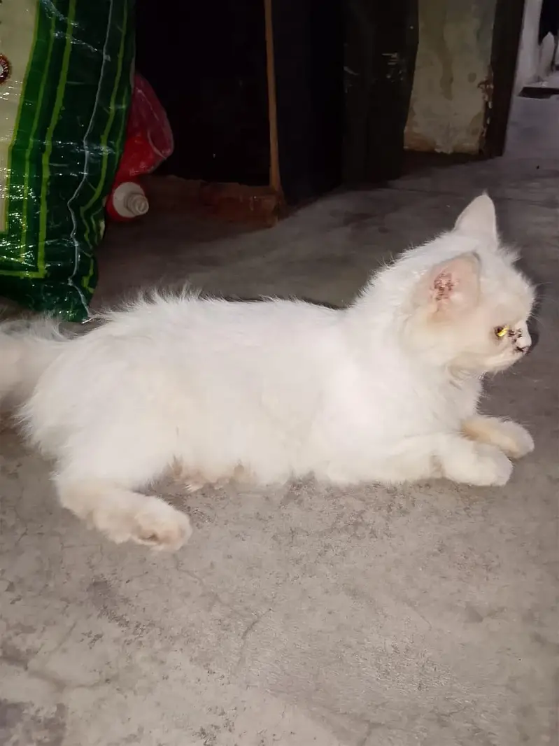 Persian cat — photo 4