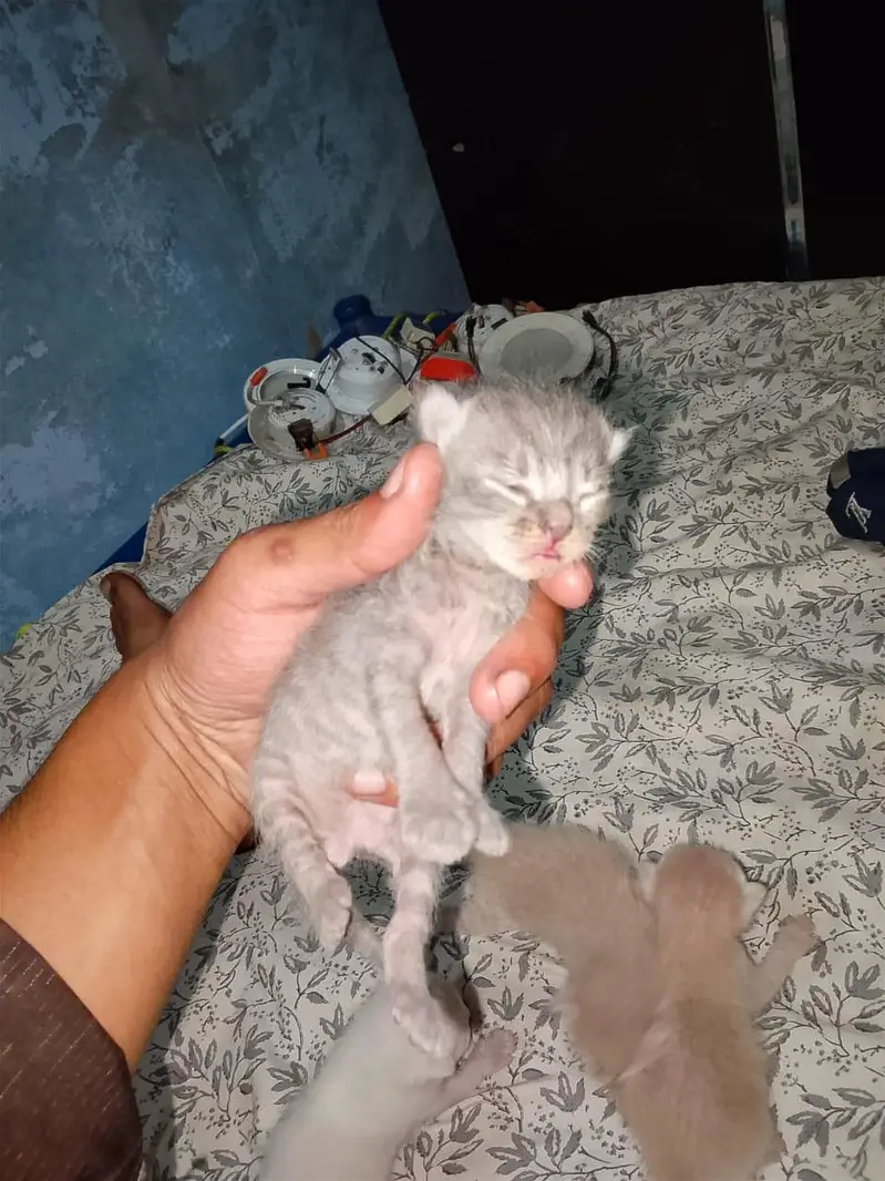 Persian cat — photo 5