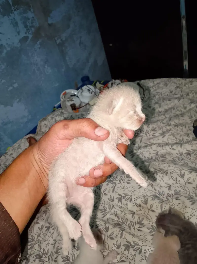 Persian cat — photo 6