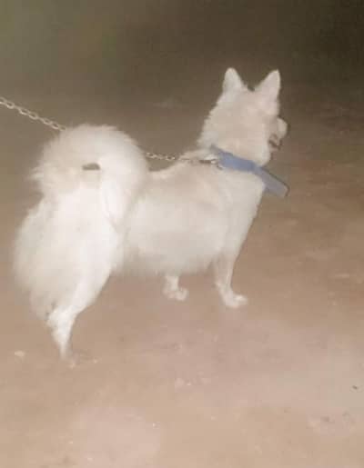 o siez russain female for sale heart par hai