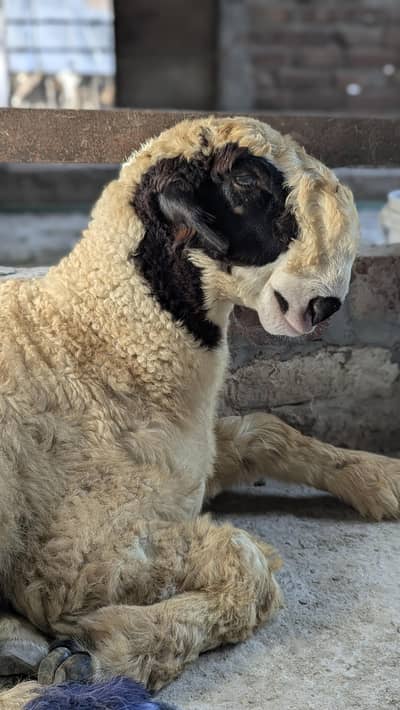 Mundra Breed