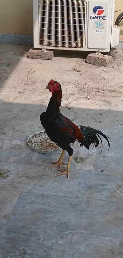 Burmi pakoya game bird
