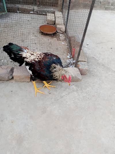 Aseel murgha for sale WhatsApp +92 317 5491042