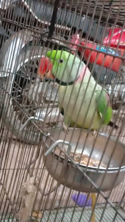 talking  Raw male parrot