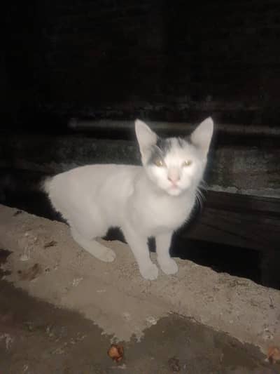 la lo adopted ha