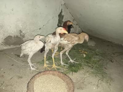 04 Females and 01 Male Murga pure aseel