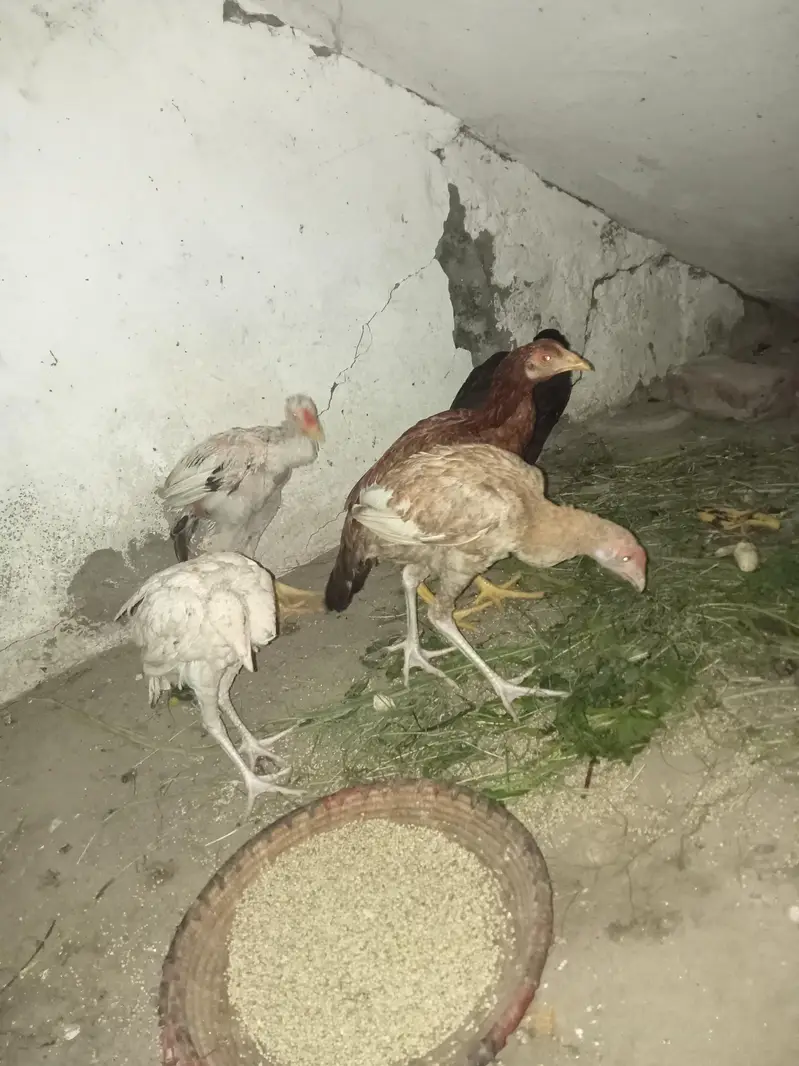 04 Females and 01 Male Murga pure aseel — photo 2
