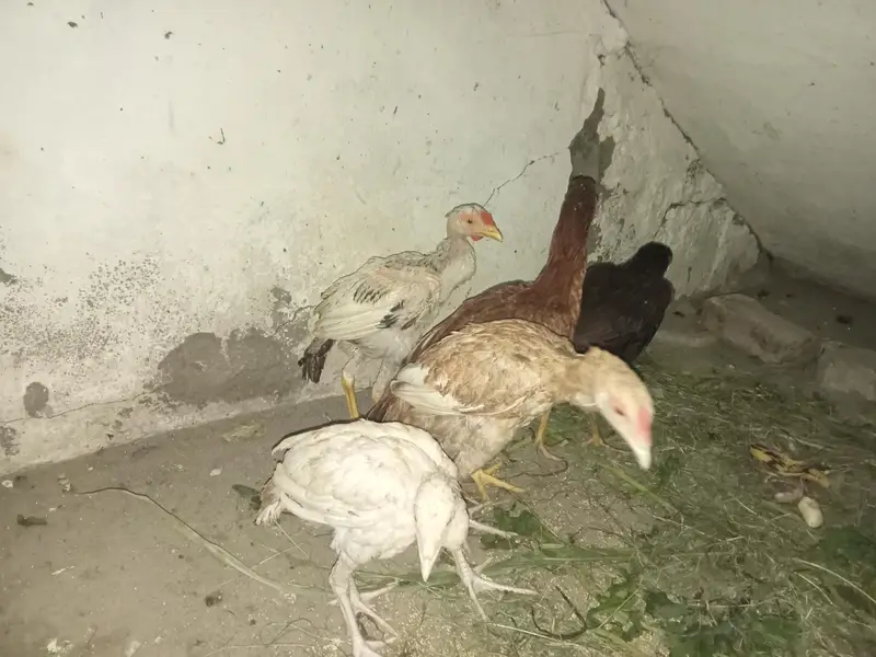 04 Females and 01 Male Murga pure aseel — photo 3