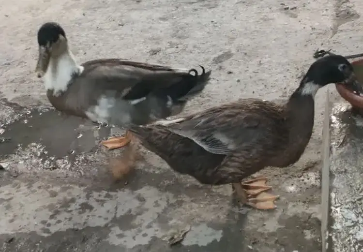 Duck for sale
