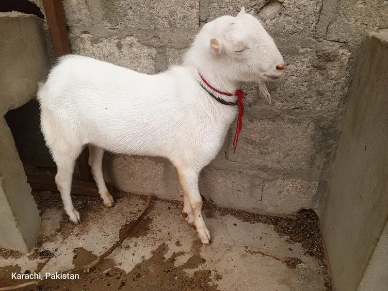 Russian gulabi tedda zero size — photo 4