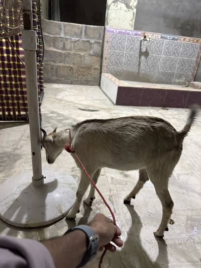 TEDHI NASAL KA BAKRA