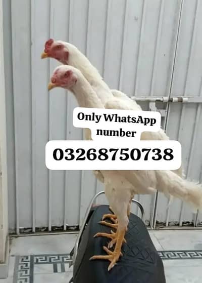 Hira Shamu aseel pair for sale