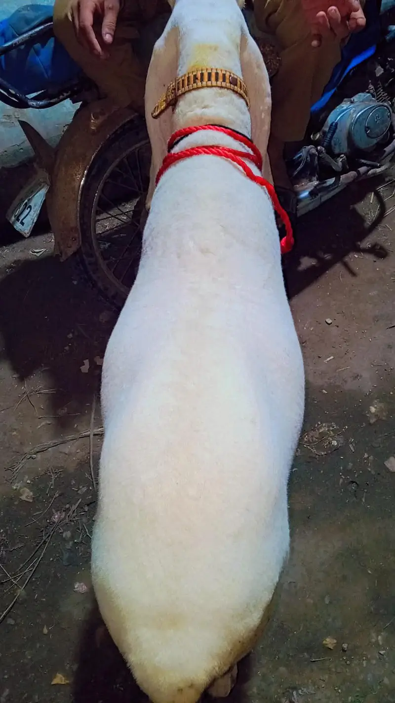 LARKANA dumba — photo 2