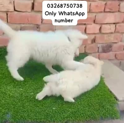 Russian dog for sale male female