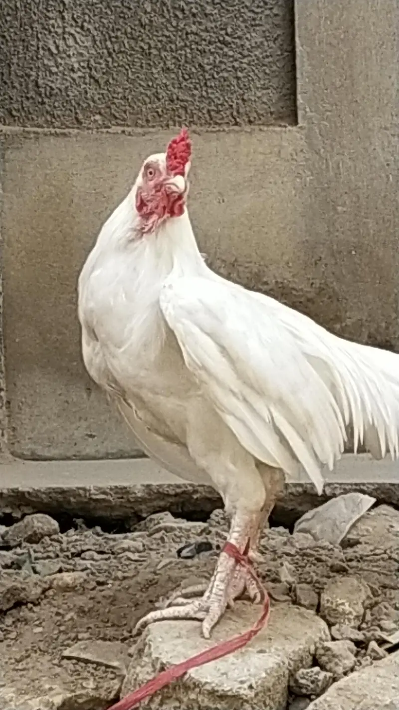 pakistani heera aseel mianwali whatsapp 03168035881 — photo 2