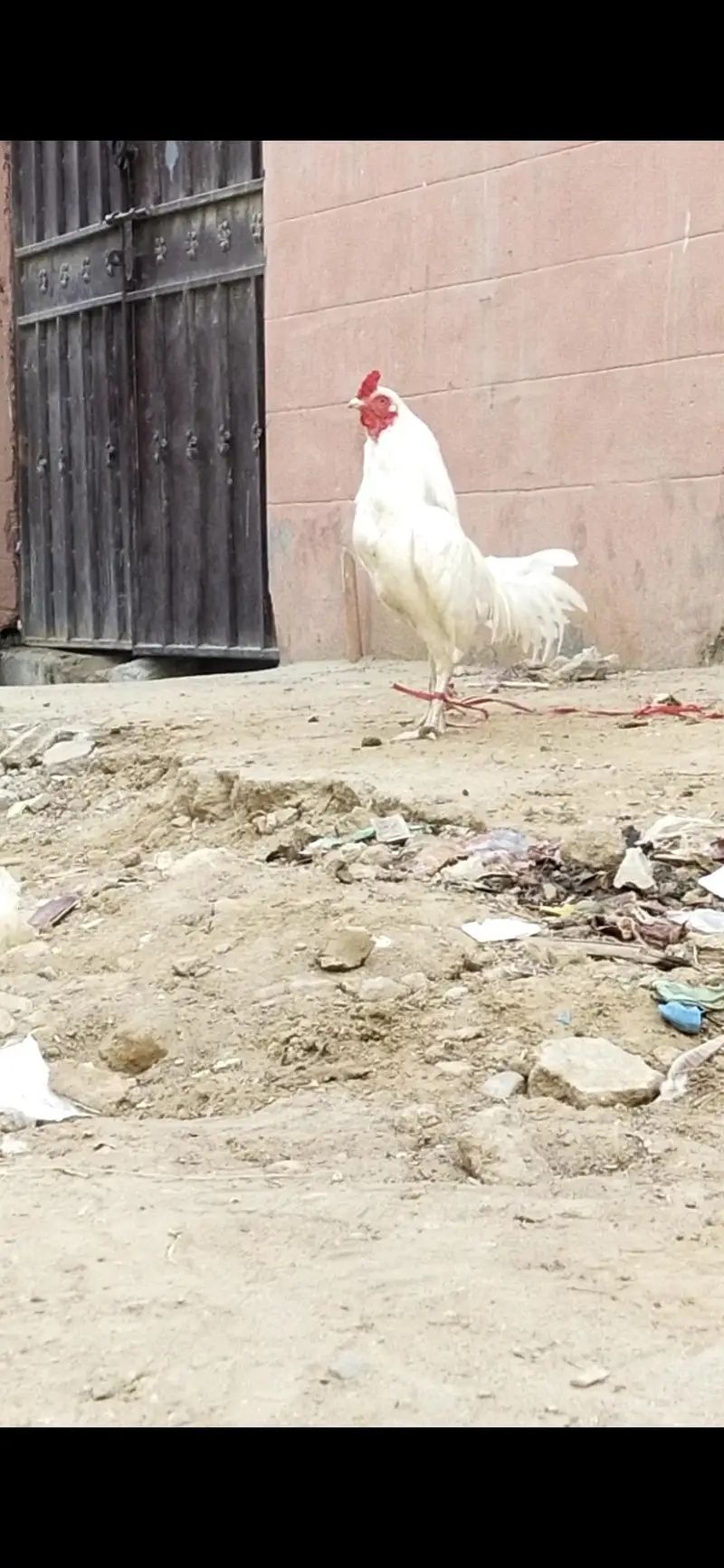 pakistani heera aseel mianwali whatsapp 03168035881 — photo 4