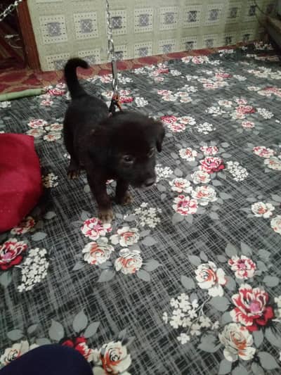 Belgian shepherd black double coat
