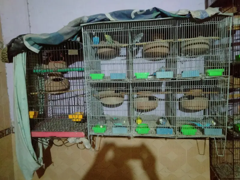 5star cages — photo 2
