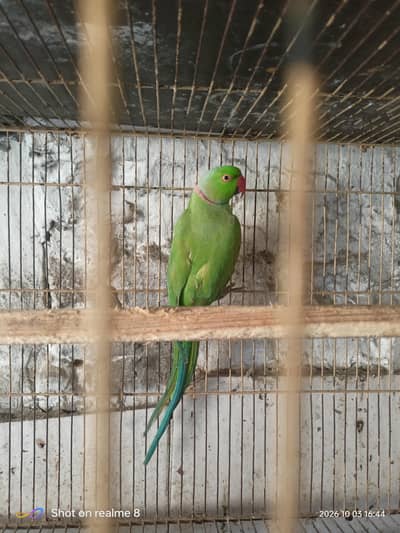 green ring neck pair