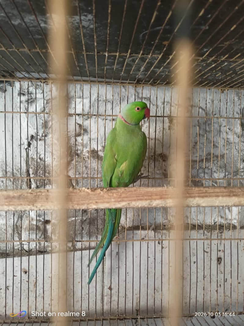 green ring neck pair 0